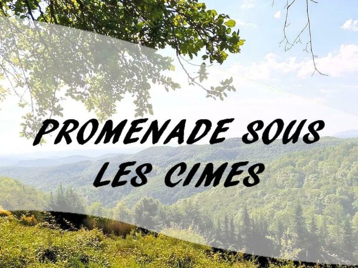 Promenade sous les cimes