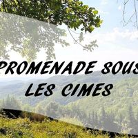 Promenade sous les cimes