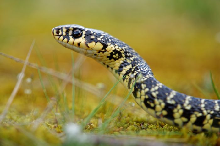 Lézards, serpents, tous reptiles…tous fascinant