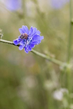 Exposition "Les abeilles sauvages"