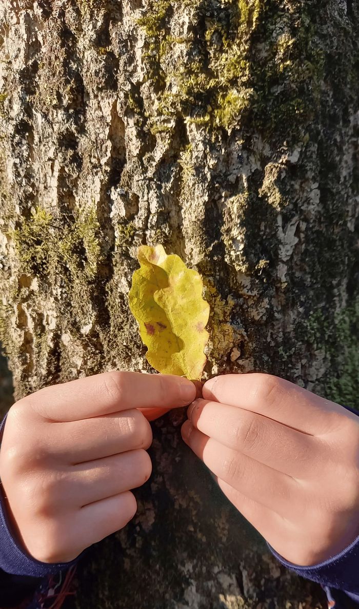 Automne flamboyant