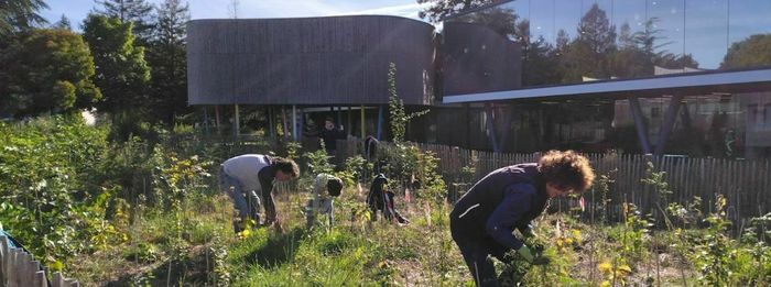Entretien de la mini-forêt