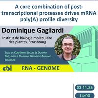 A core combination of post-transcriptional processes drives mRNA poly(A) profile diversity