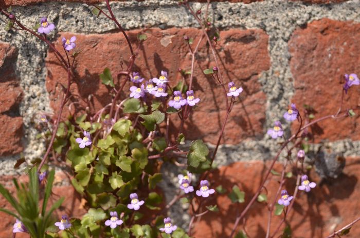 Balade naturaliste : flore sauvage de nos rues ou street’art végétal