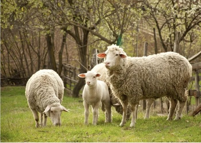 21e Foire des producteurs et éleveurs
