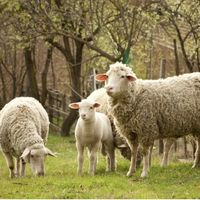 21e Foire des producteurs et éleveurs