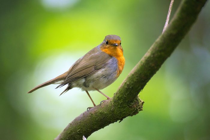 Observation participative d'oiseaux avec l'application BirdLab
