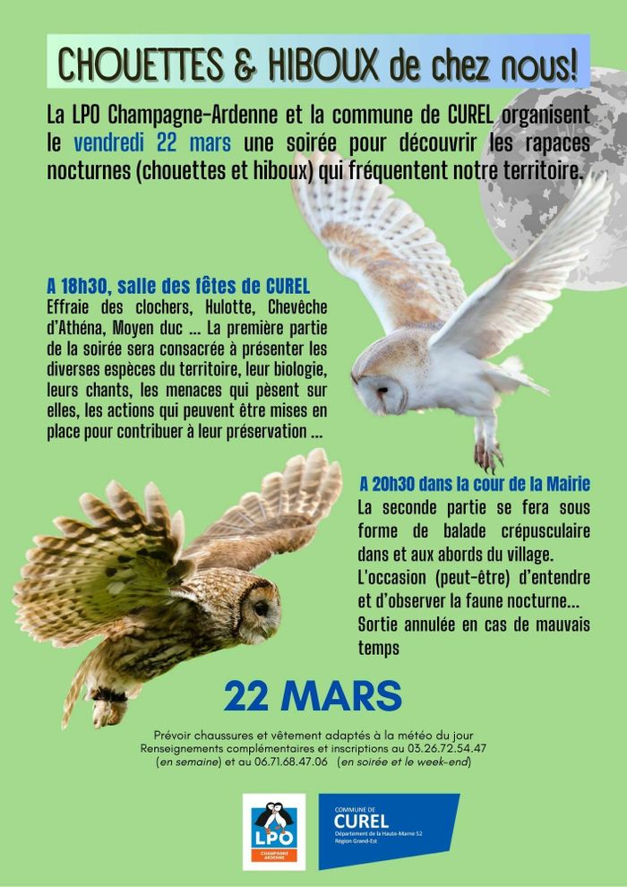 Chouettes et hiboux de chez nous