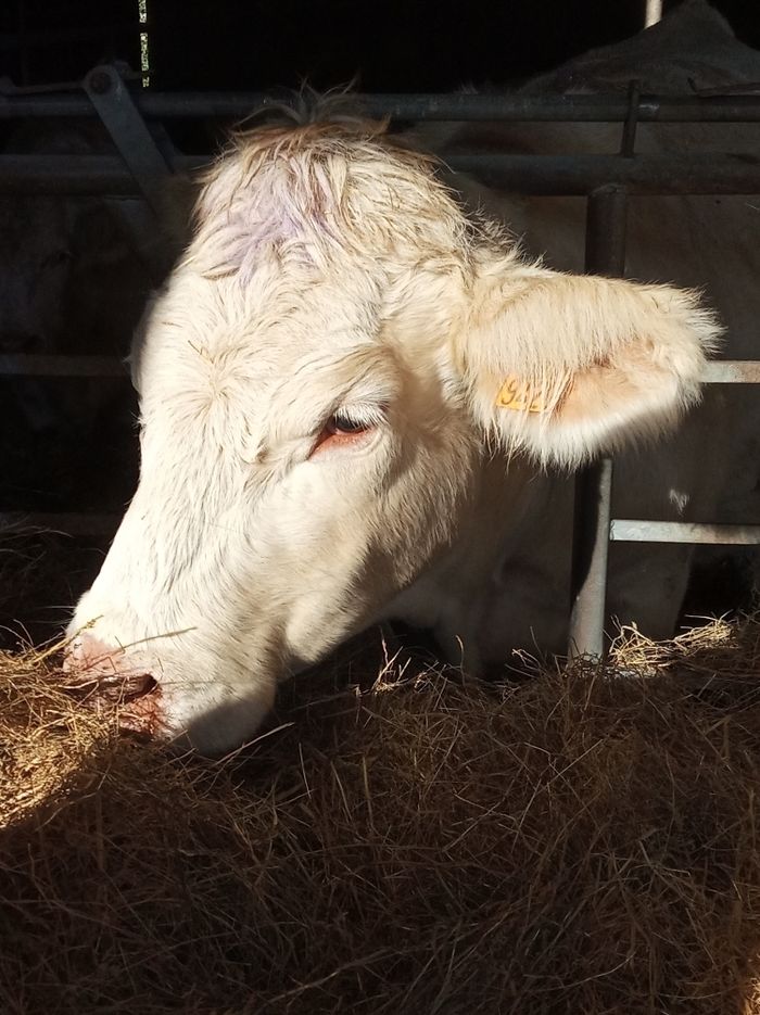 Atelier Peut-on penser comme un animal ?