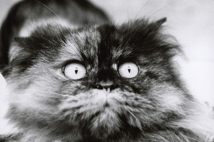 Modèle Animal. 200 ans de photographie