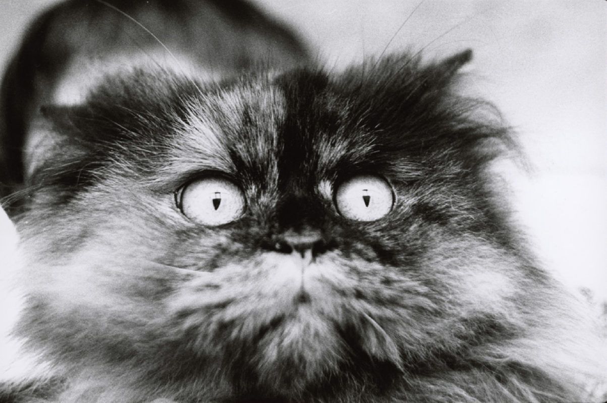 Modèle Animal. 200 ans de photographie