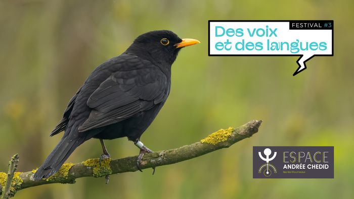 Promenade : Identifier les oiseaux à leurs chants