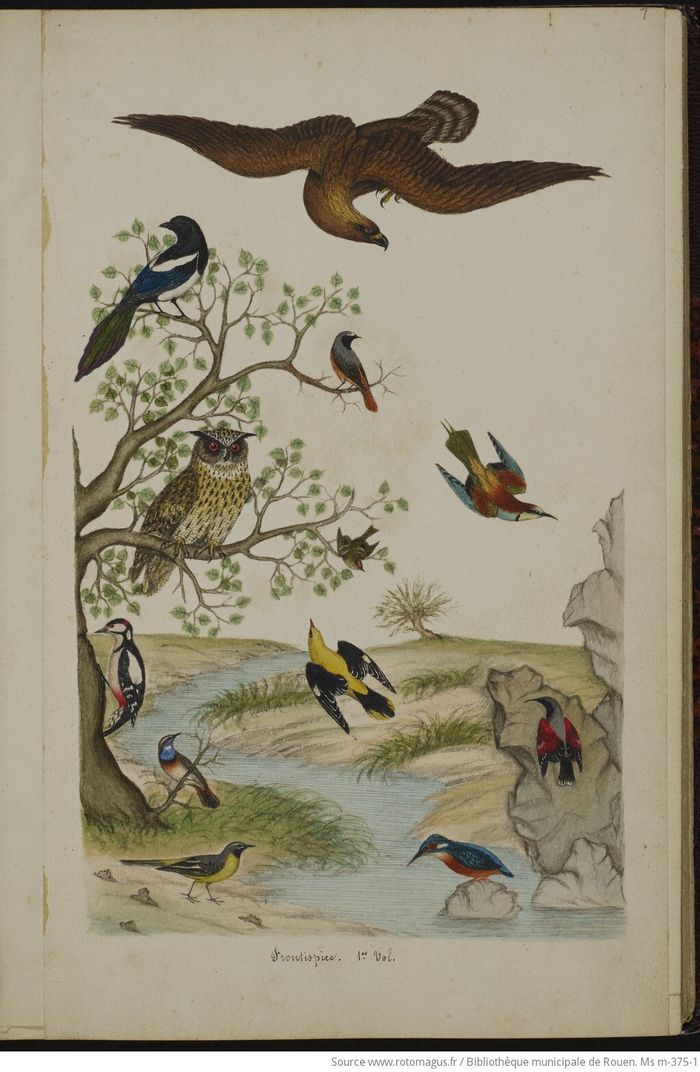 Puzzle ornithologique