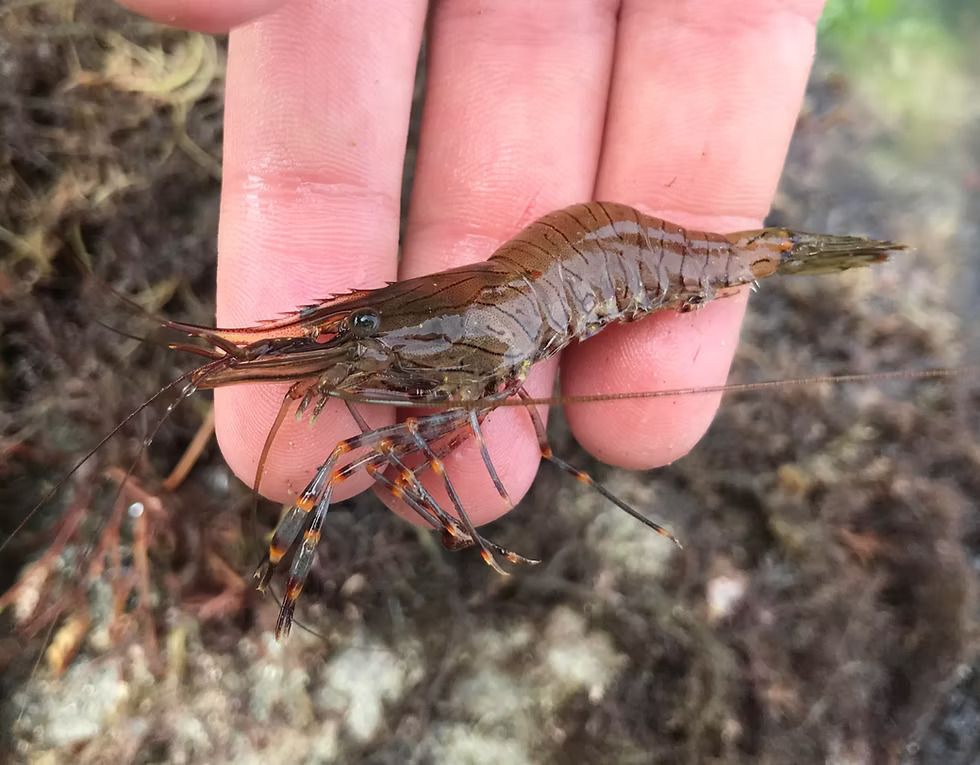 Pêche à pied en Bretagne – Sortie découverte à Saint-Malo avec un guide nature
