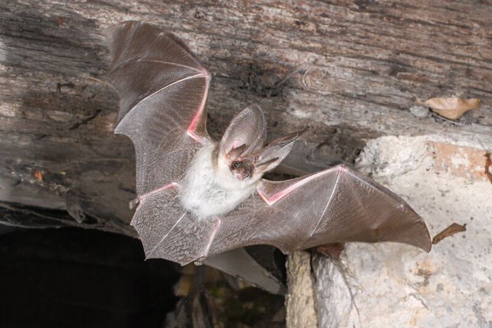 Nuit de la chauve-souris