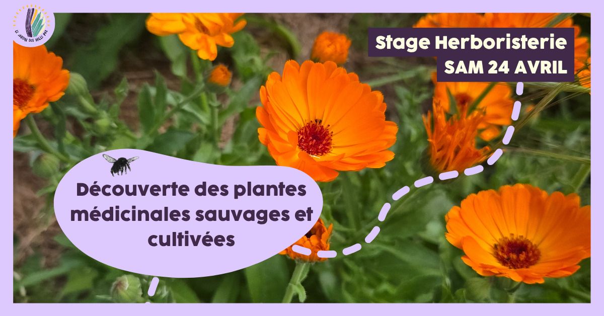 Stage 1 jour : Découverte des plantes médicinales sauvages et cultivées
