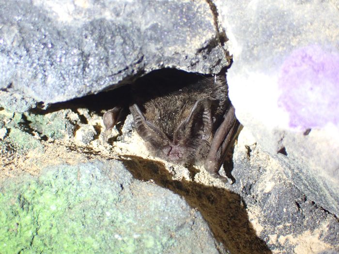 Nuit de la chauve-souris
