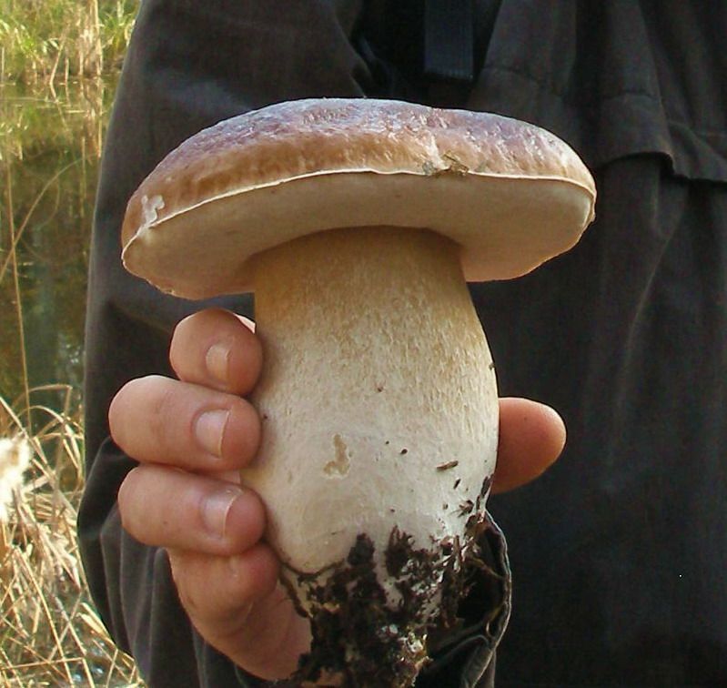 Des champignons et des arbres