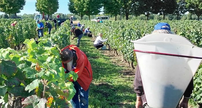 Vendanges 2026 des vignes de Chécy