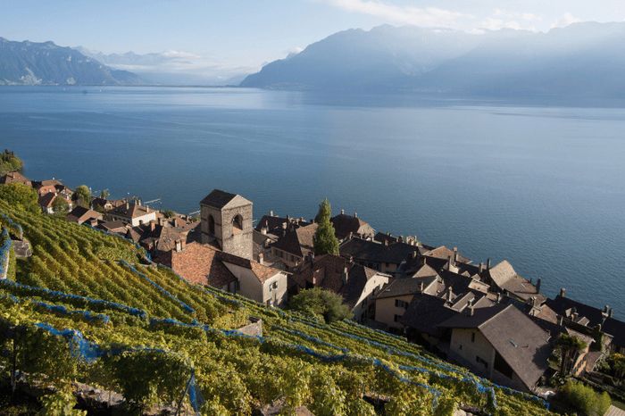 Vins de Suisse