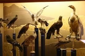Museum d'Histoire Naturelle de Perpignan