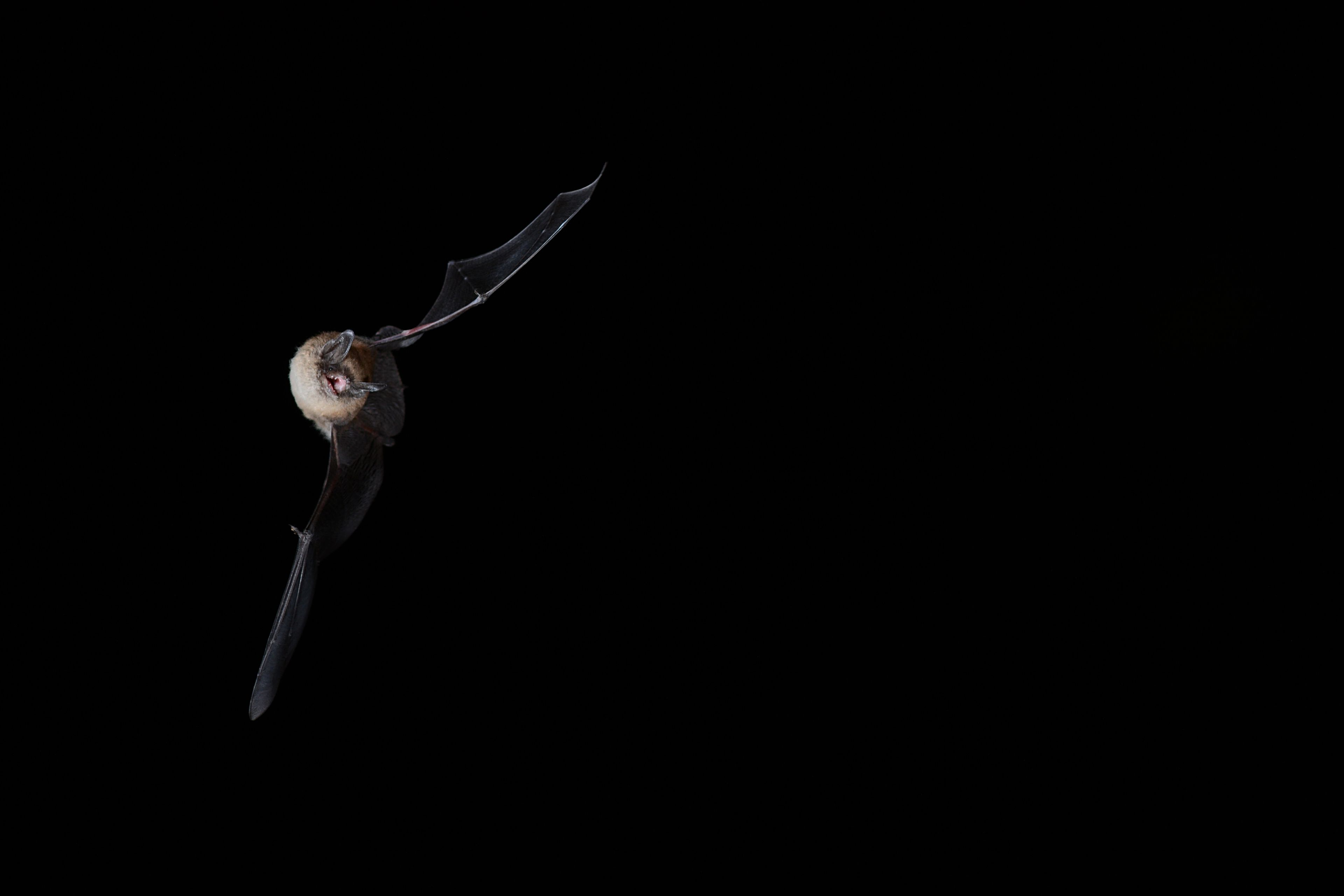 A la découverte des chauves-souris