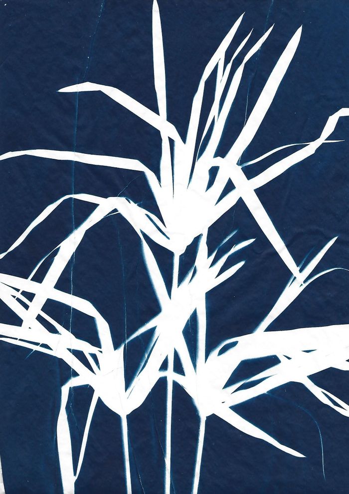 Atelier initiation au cyanotype