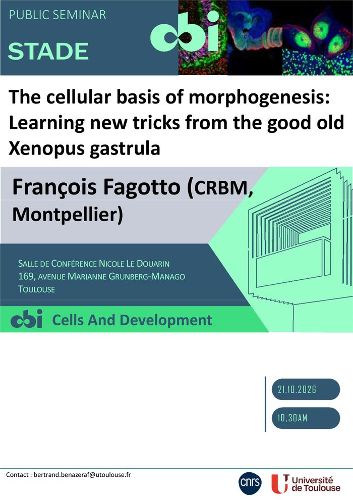 François Fagotto (CRBM Montpellier)- The cellular basis of morphogenesis: Learning new tricks from the good old Xenopus gastrula.