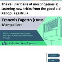 François Fagotto (CRBM Montpellier)- The cellular basis of morphogenesis: Learning new tricks from the good old Xenopus gastrula.