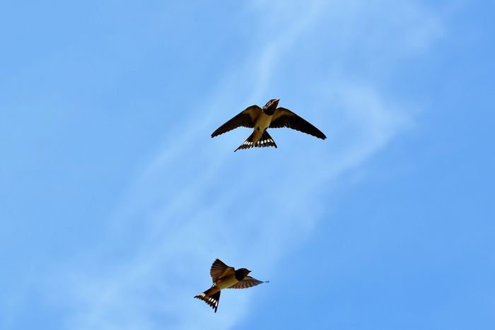Découvrez les hirondelles et martinets de Nevers