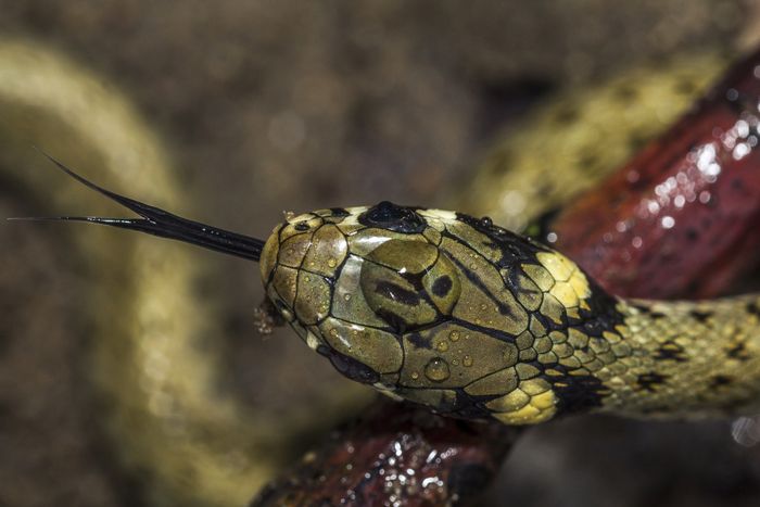 Lézards, serpents, tous reptiles.. tous fascinants !