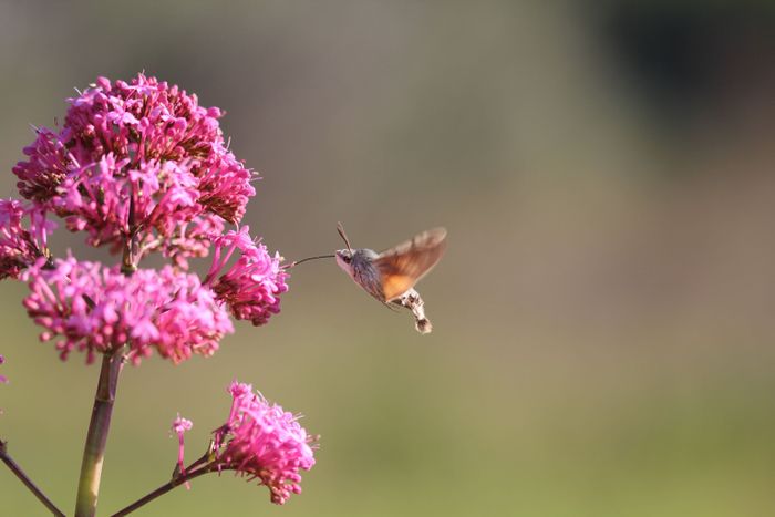 Les insectes pollinisateurs