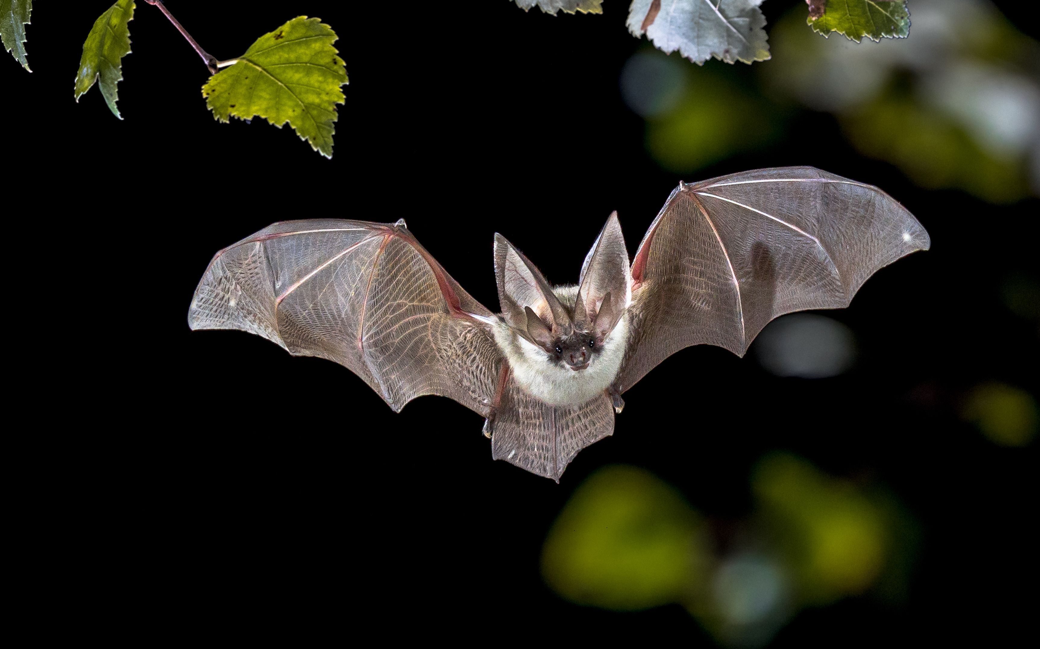 Nuit internationale de la chauve souris