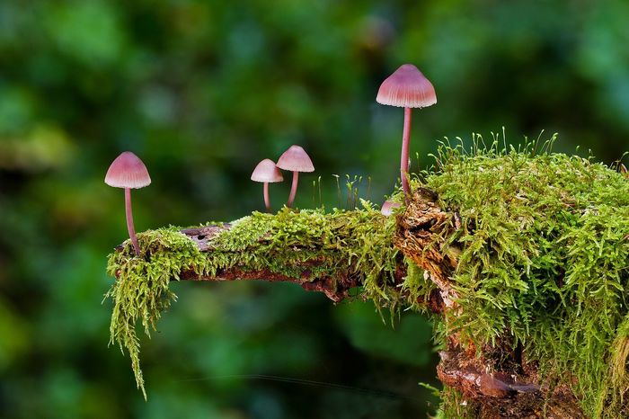 C'est la saison des champignons !