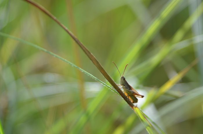 Balade naturaliste : 