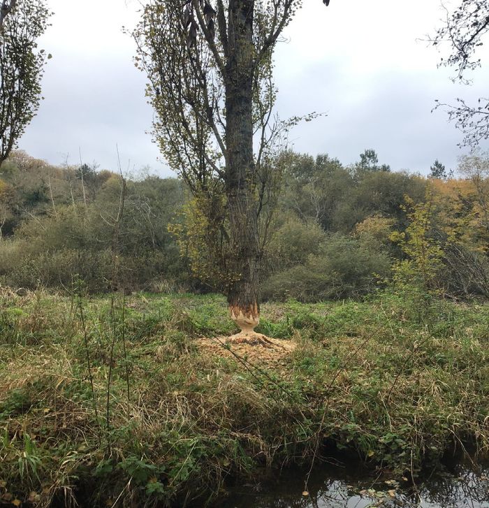 Les Espaces naturels sensibles départementaux : une politique pour la préservation des milieux naturels