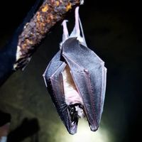 La biodiversité nocturne