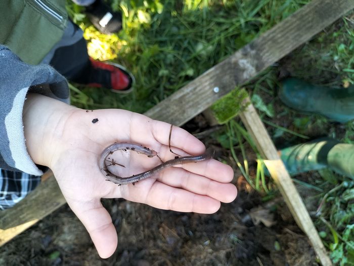 Reconnaissance des bêtes et insectes - Biodivers'été