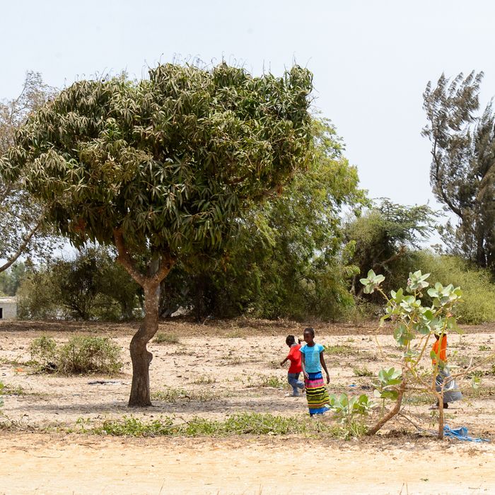 Effondrement de la biodiversité : quelles conséquences pour les sociétés humaines ?