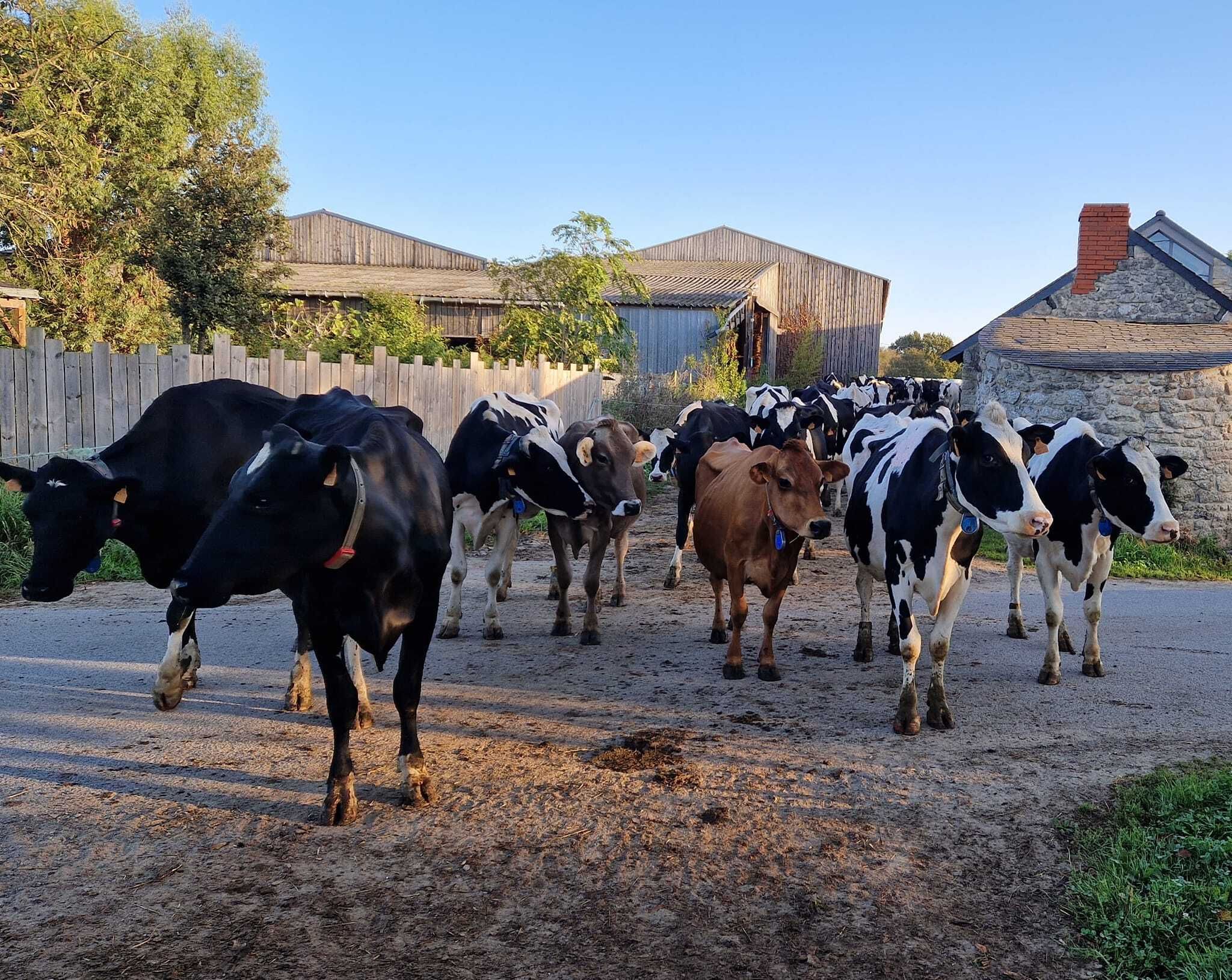 Farm Visit