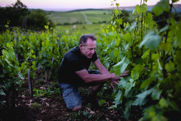 Visite du domaine du Clos des Vignes du Maynes