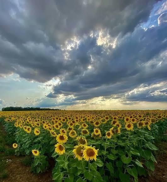 Exposition : Paysages nourriciers du Loiret