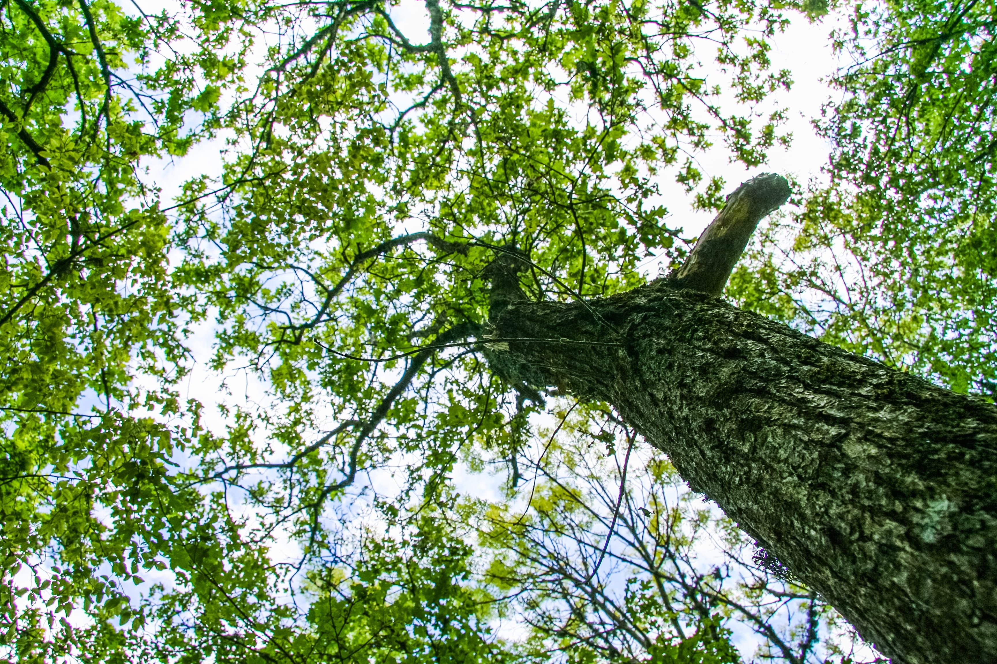 Approche sensorielle des arbres