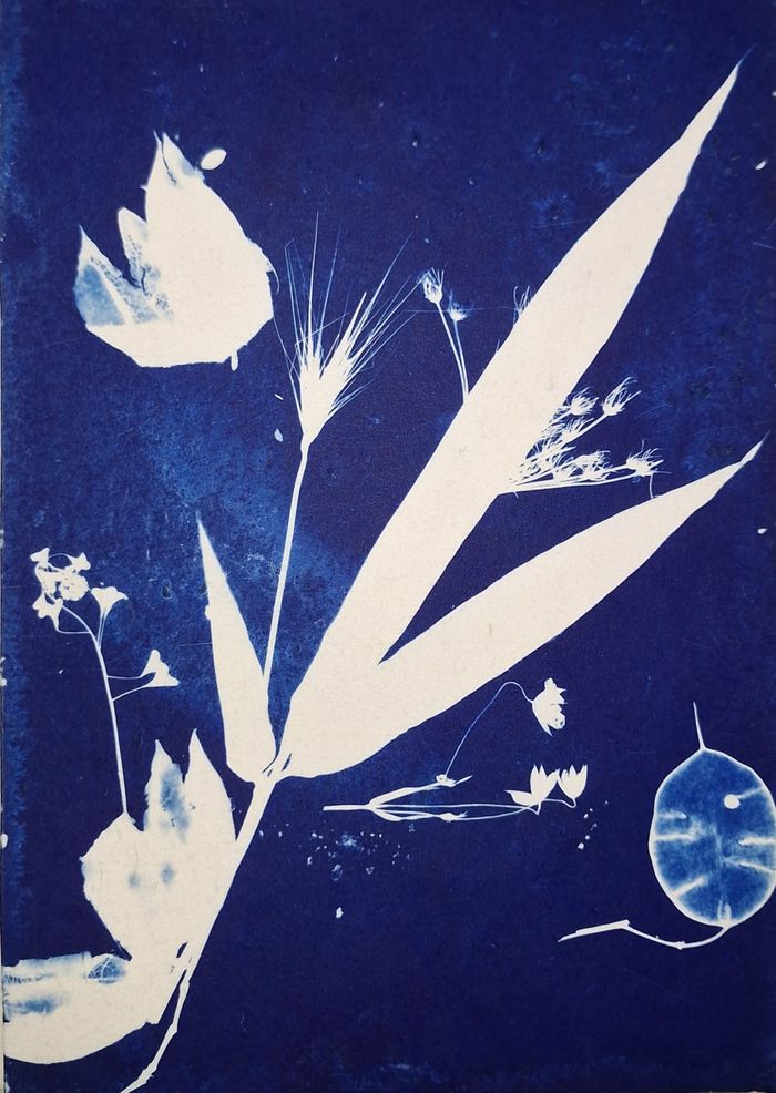 Création d’un cyanotype