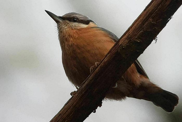 Stage d’initiation à la reconnaissance des chants des oiseaux – débutants