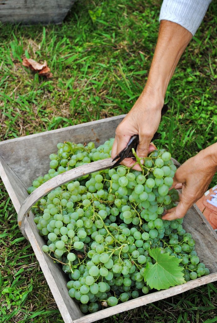 Vendanges au musée !