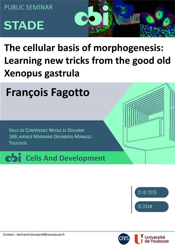François Fagotto (CRBM Montpellier)- The cellular basis of morphogenesis: Learning new tricks from the good old Xenopus gastrula.