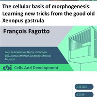 François Fagotto (CRBM Montpellier)- The cellular basis of morphogenesis: Learning new tricks from the good old Xenopus gastrula.