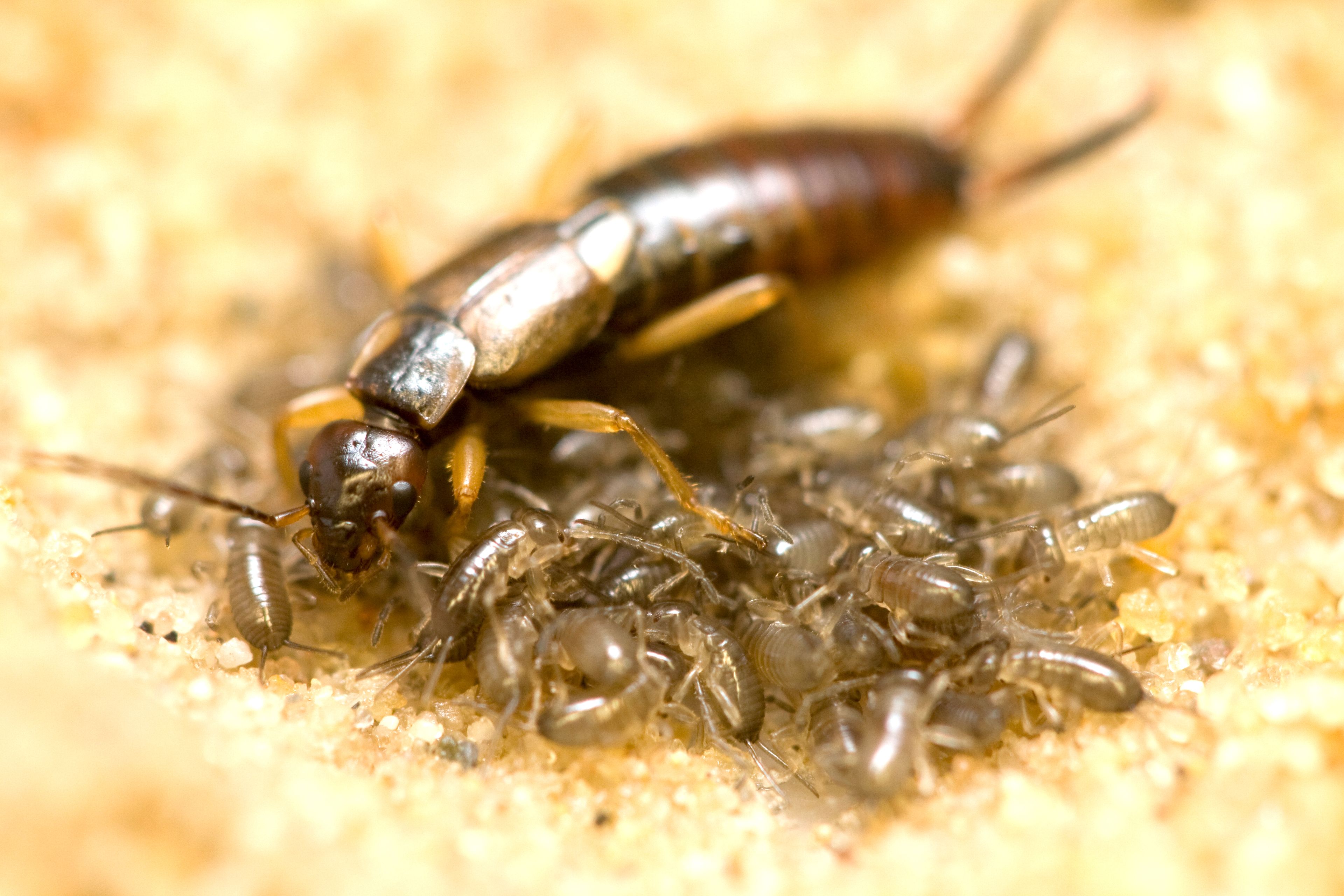 Les secrets de la vie de famille des insectes