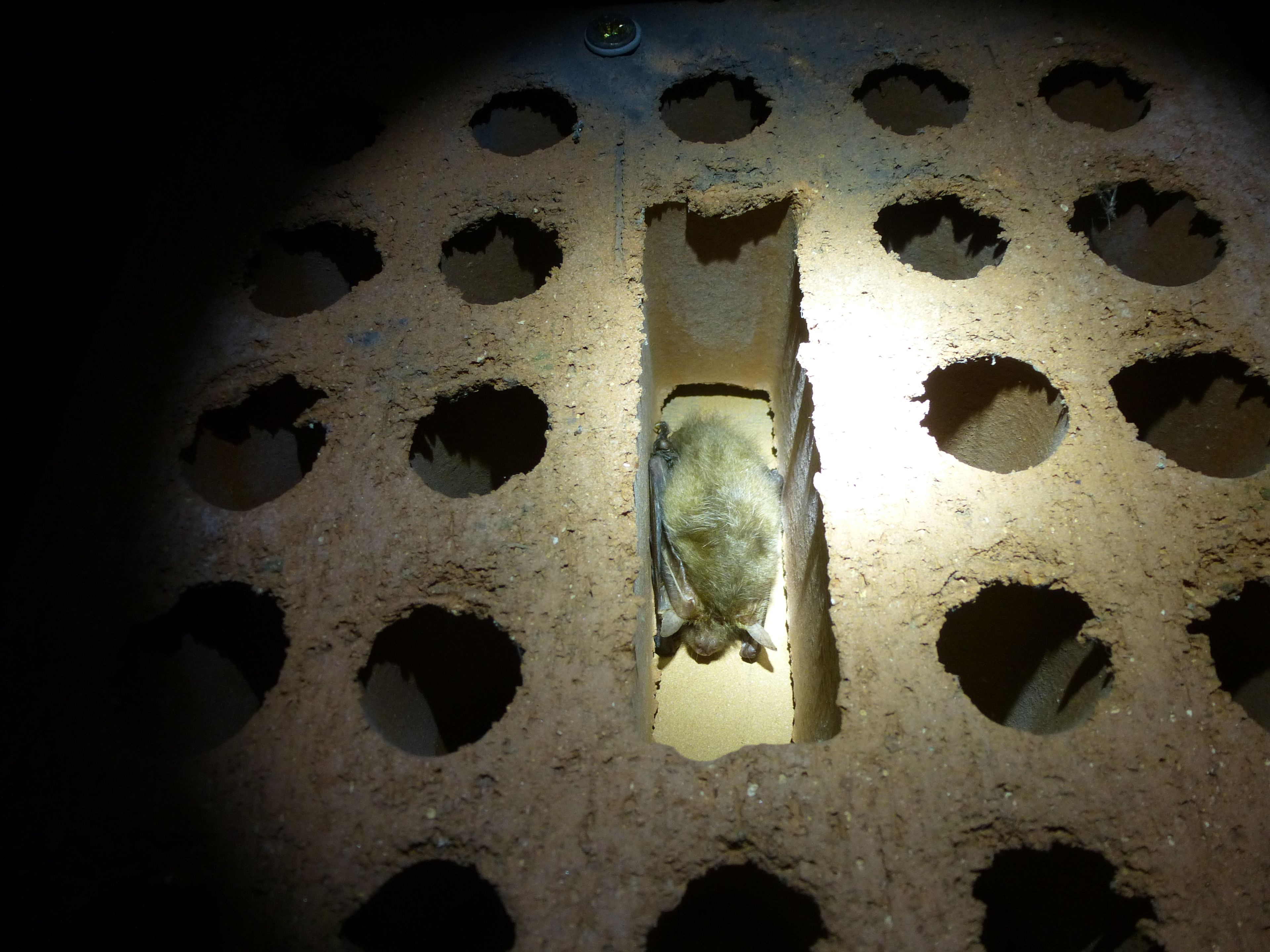 COMPLET - Nuit de la Chauve-souris